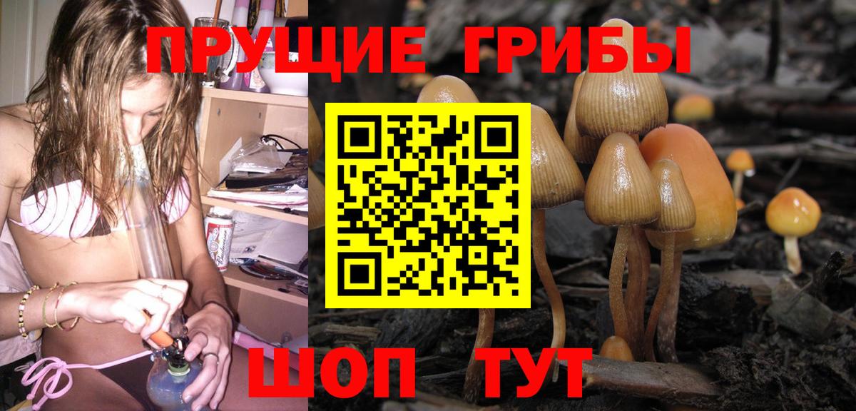 Псилоцибиновые грибы Psilocybe Шатура